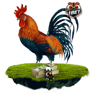 Sabong rooster
