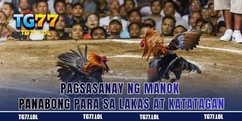 Pagsasanay ng manok panabong para sa lakas at tibay sa TG77