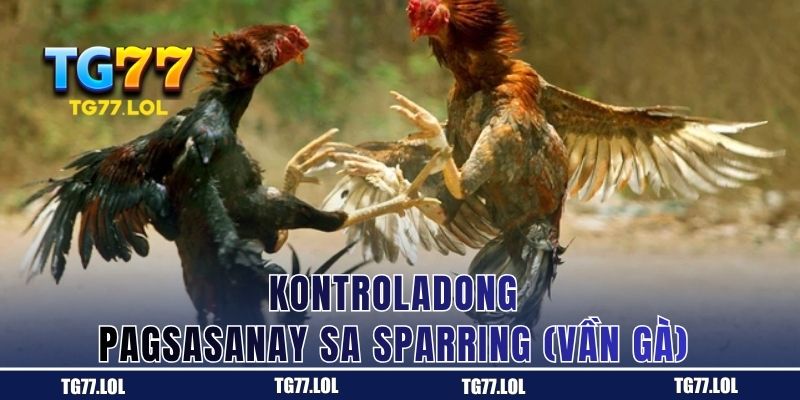 Kontroladong sparring ng manok panabong sa TG77