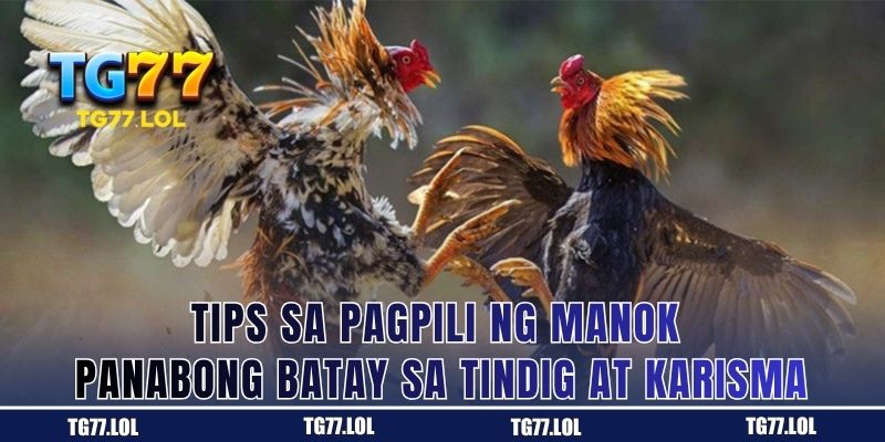 Tips sa Pagpili ng Manok Panabong: Basahin ang Tindig at Dating